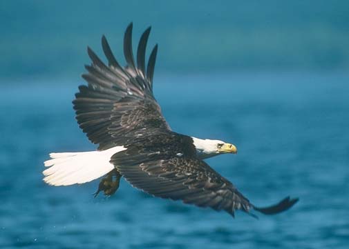 image of eagle soaring over water