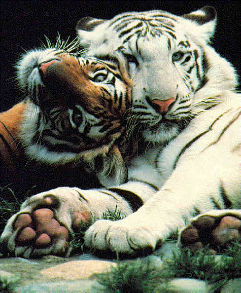 siberian and white tiger image