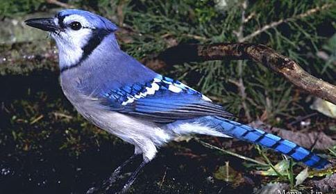 pic of a blue jay
