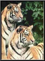 two tigers image